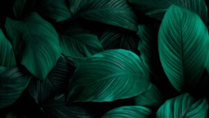 Leaf Background